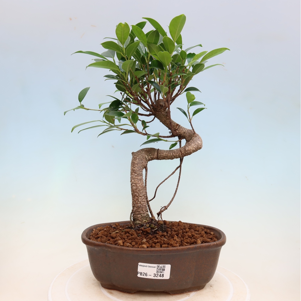 Room bonsai - Ficus kimmen - small-leaved ficus