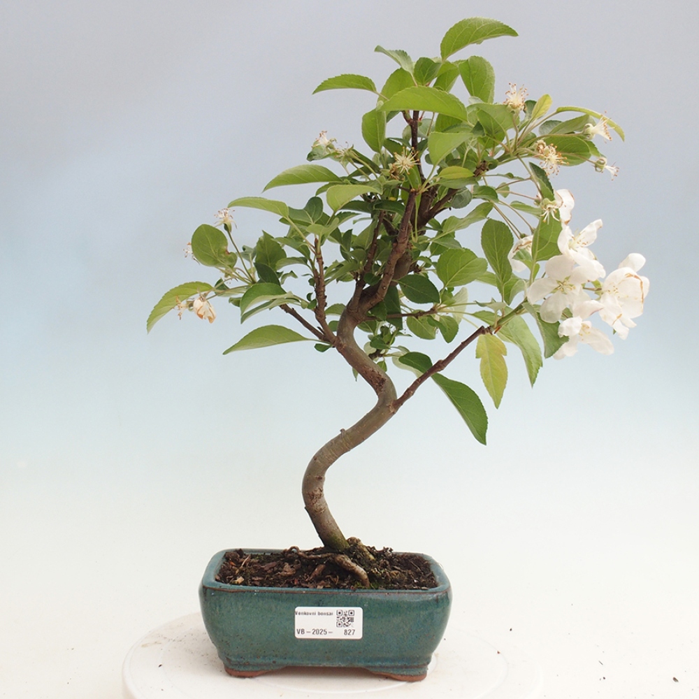 Outdoor bonsai - Malus halliana - Small-fruited apple tree