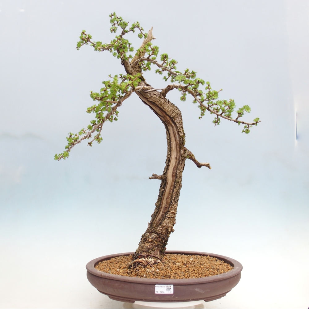 Outdoor bonsai -Larix decidua - Larch - Pallet transport only