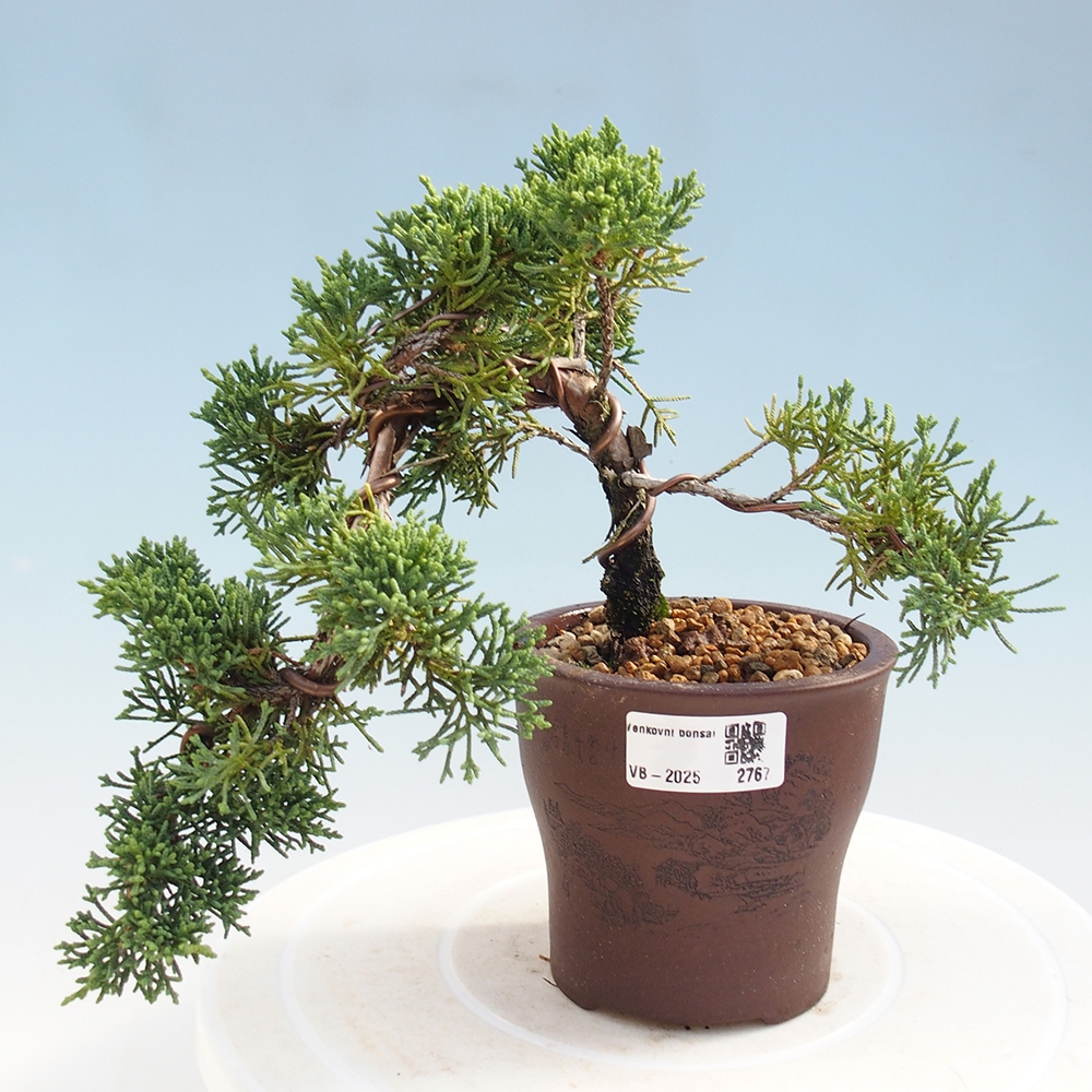 Outdoor bonsai - Juniperus chinensis Kishu - Chinese Juniper
