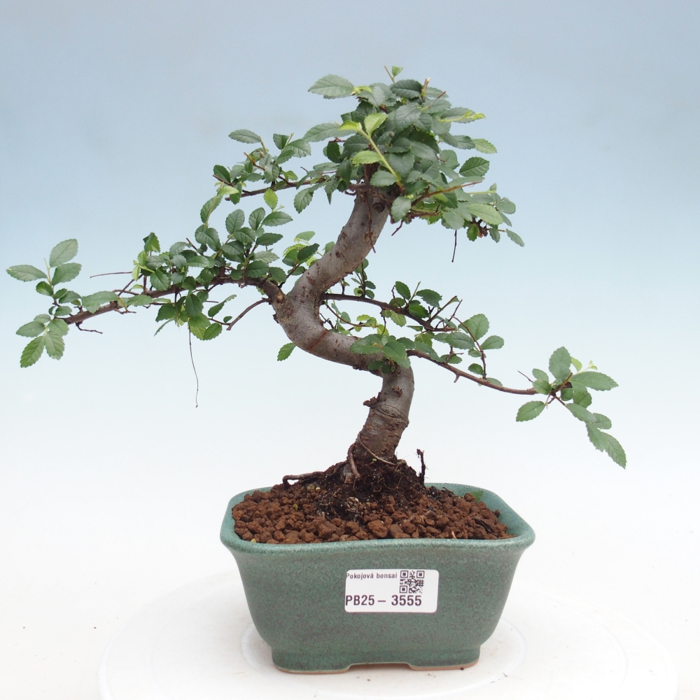 Room bonsai - Ulmus parvifolia - Small-leaved elm