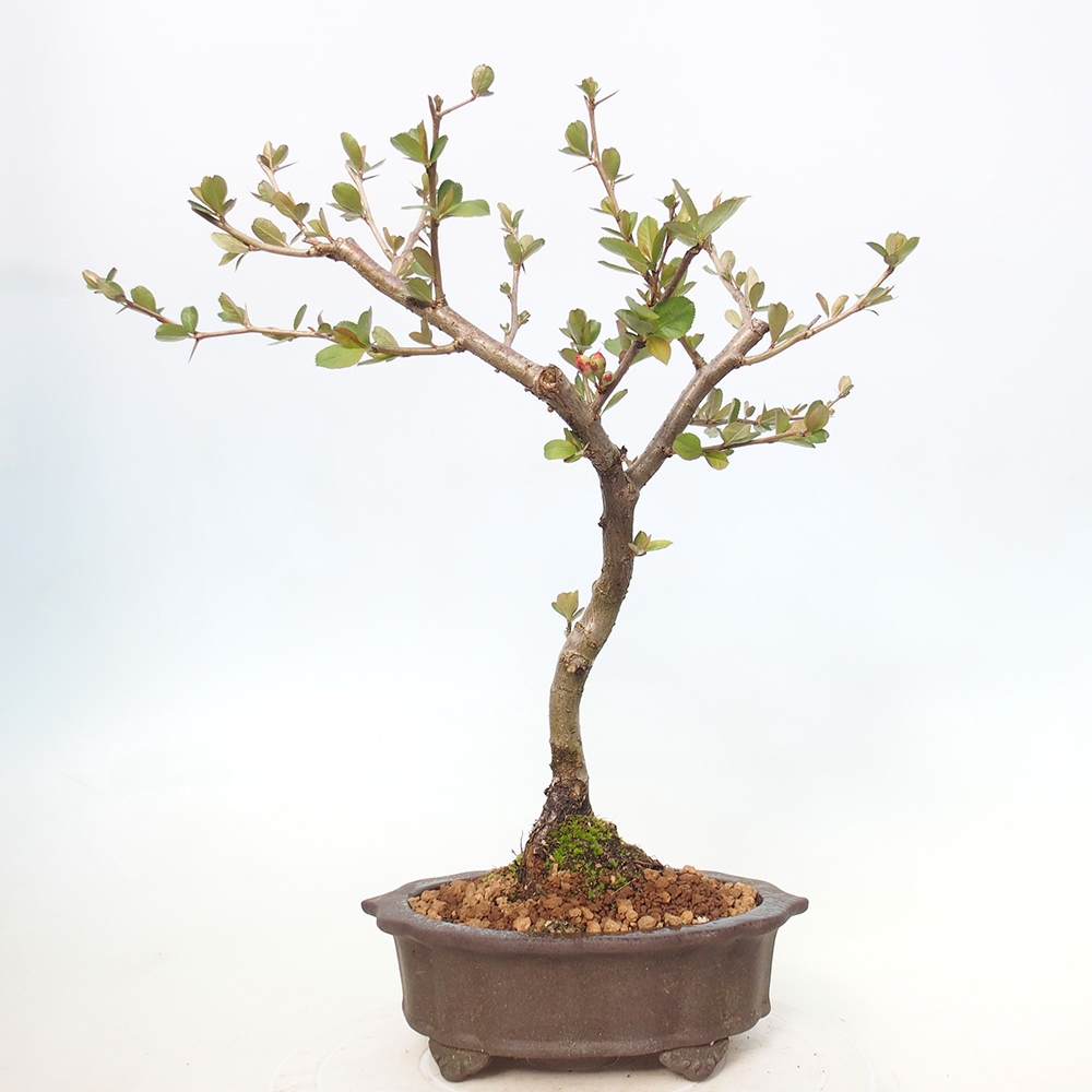 Outdoor bonsai - Chaneomeles sup. Nicoline - Quince