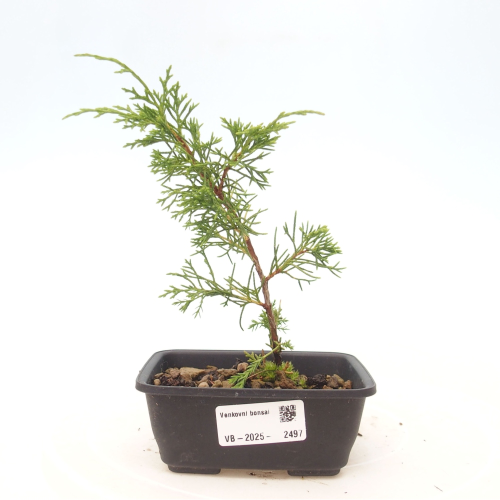 Outdoor bonsai - Juniperus chinensis Itoigawa - Chinese juniper