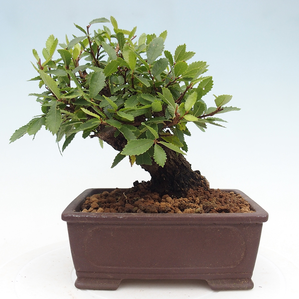 Outdoor bonsai - Zelkova - Zelkova NIRE
