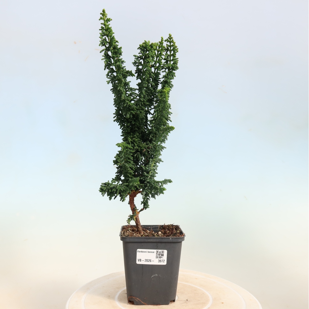 Outdoor bonsai - Cham. obtusa SEKKA HINOKI - Cypress