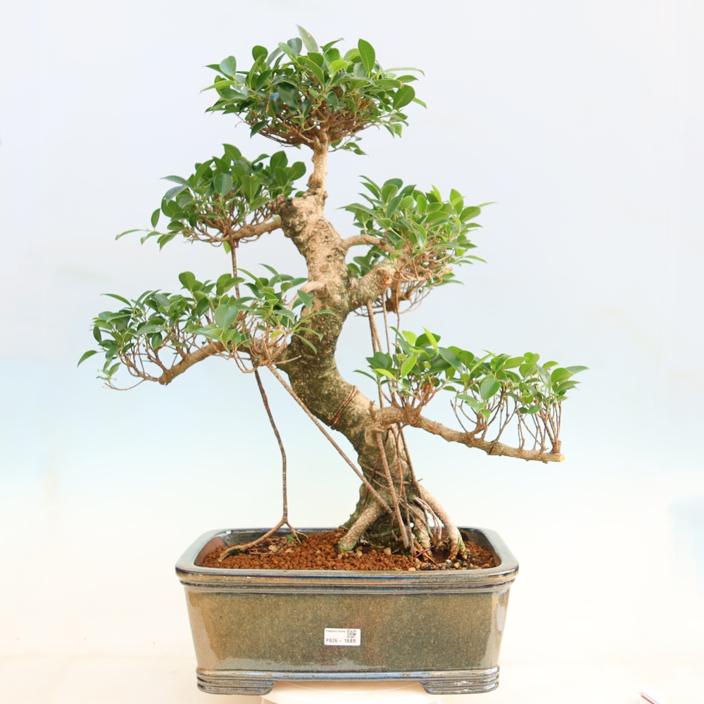 Room bonsai - Ficus kimmen - small-leaved ficus
