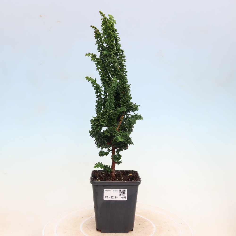 Outdoor bonsai - Cham. obtusa SEKKA HINOKI - Cypress