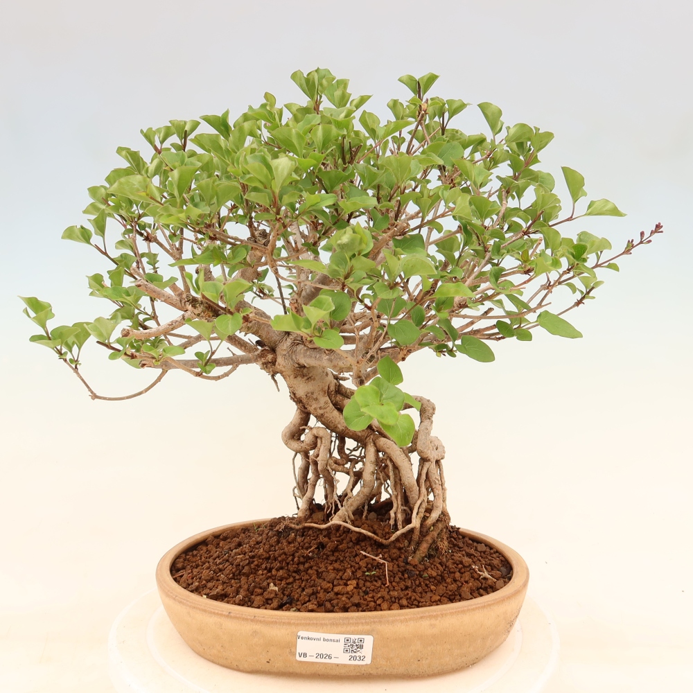 Outdoor bonsai - Syringa microphylla - small-flowered lilac