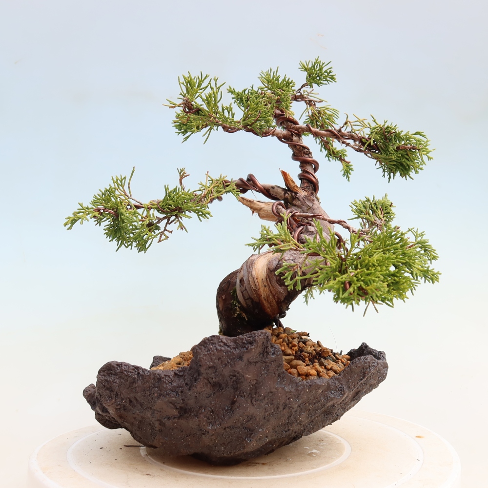 Outdoor Bonsai - Juniperus chinensis Itoigawa - Chinese Juniper