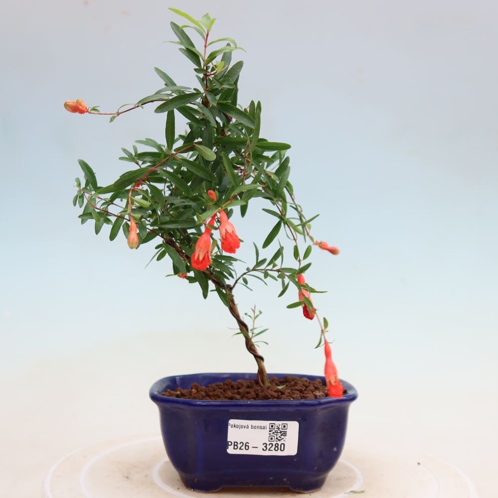 Room bonsai-PUNICA granatum nana-Granate apple