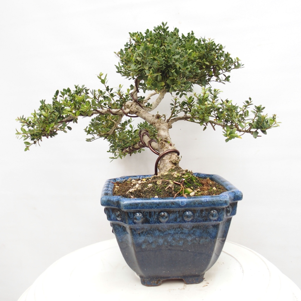 Indoor bonsai - Ilex crenata - Holly