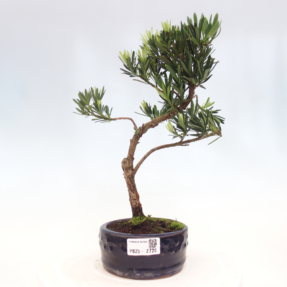 Indoor bonsai - Podocarpus - Stone thous