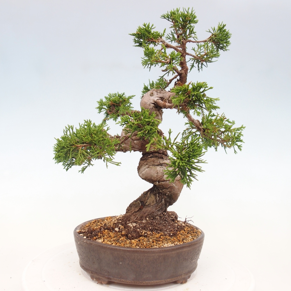 Outdoor bonsai - Juniperus chinensis Itoigawa - Chinese juniper