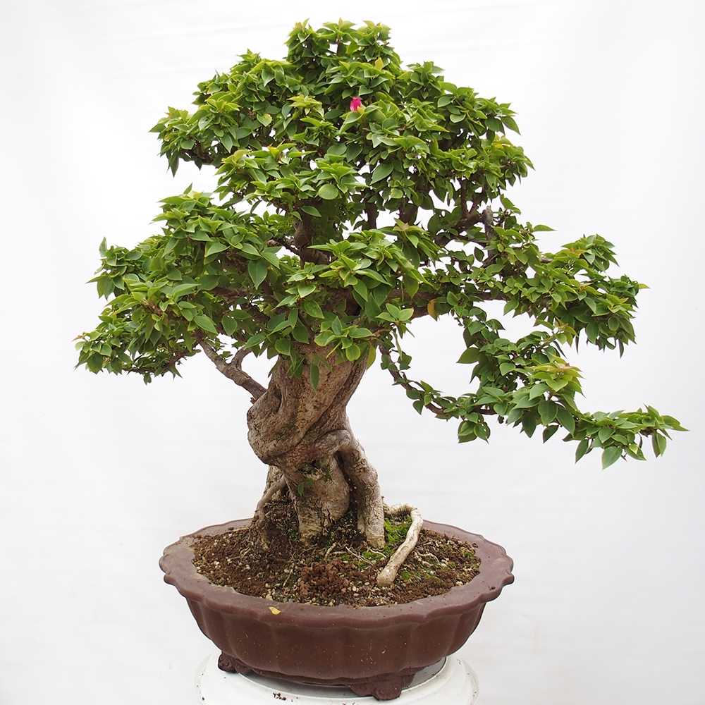 Indoor bonsai - Bouganwilea
