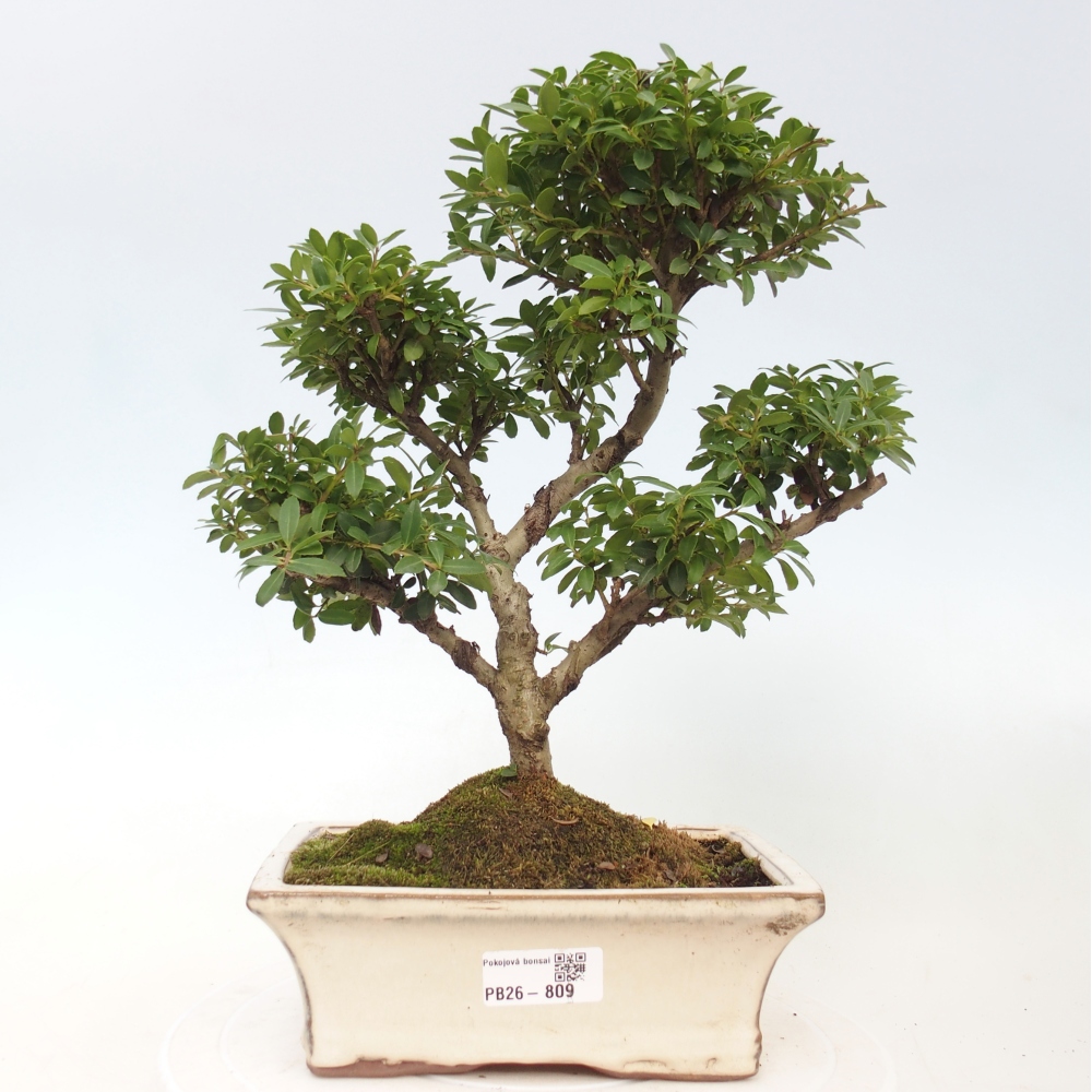 Room bonsai - Ilex crenata - Holly