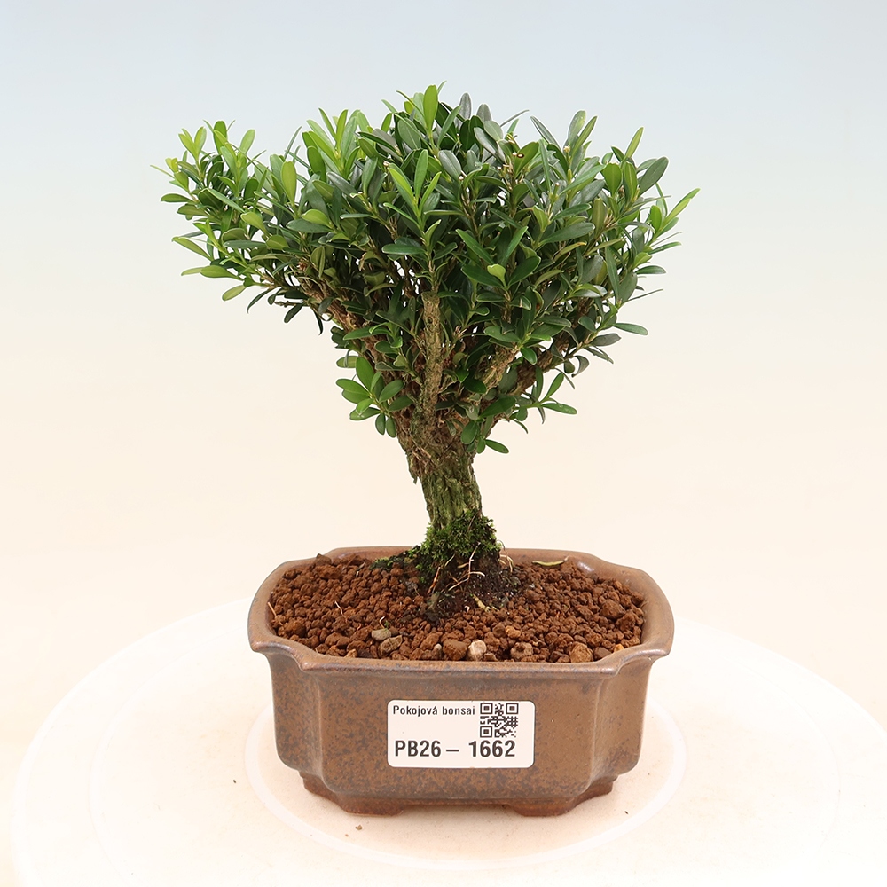 Room bonsai - Buxus harlandii - cork buxus