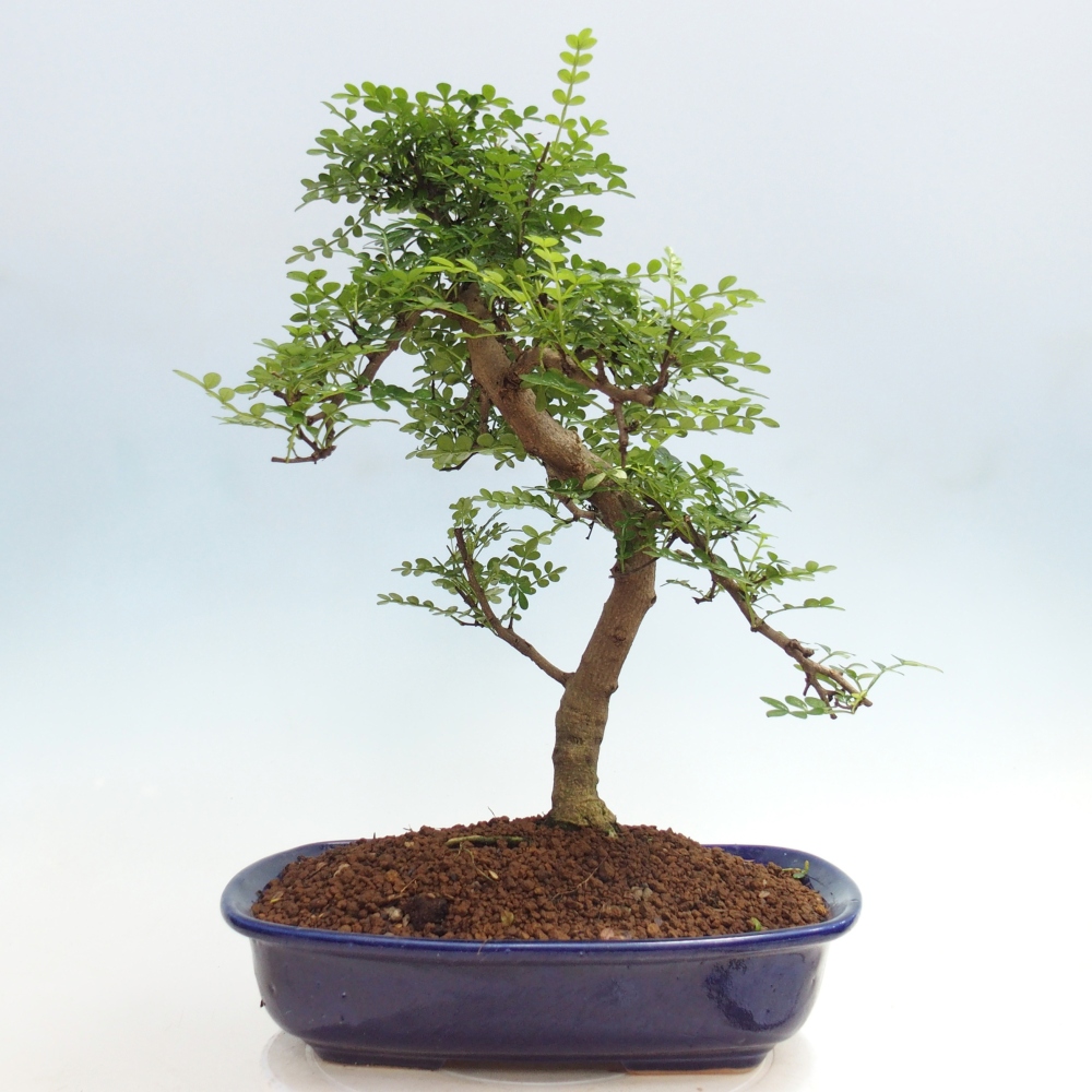 Room bonsai - Zantoxylum piperitum - pepper tree