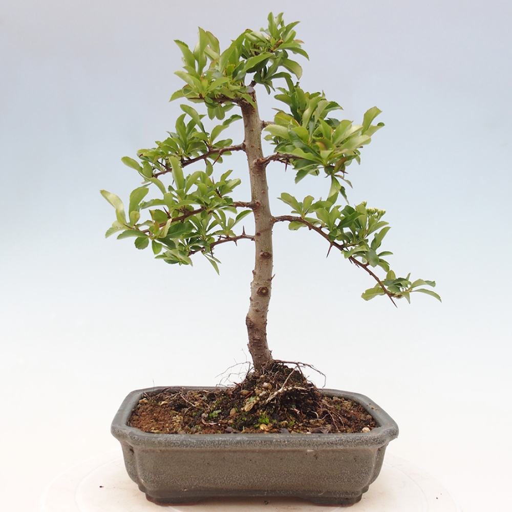 Outdoor Bonsai-Pyracanta Teton -Bakery