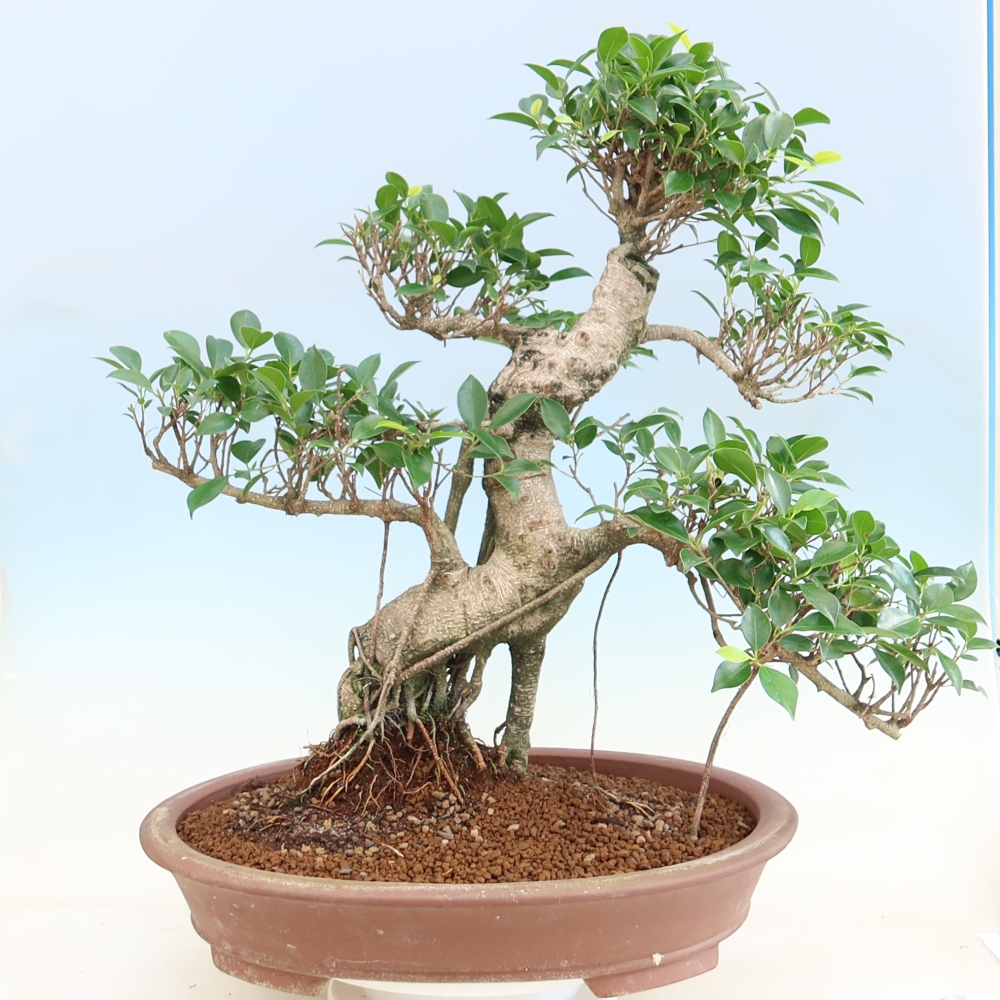 Room bonsai - Ficus kimmen - small-leaved ficus