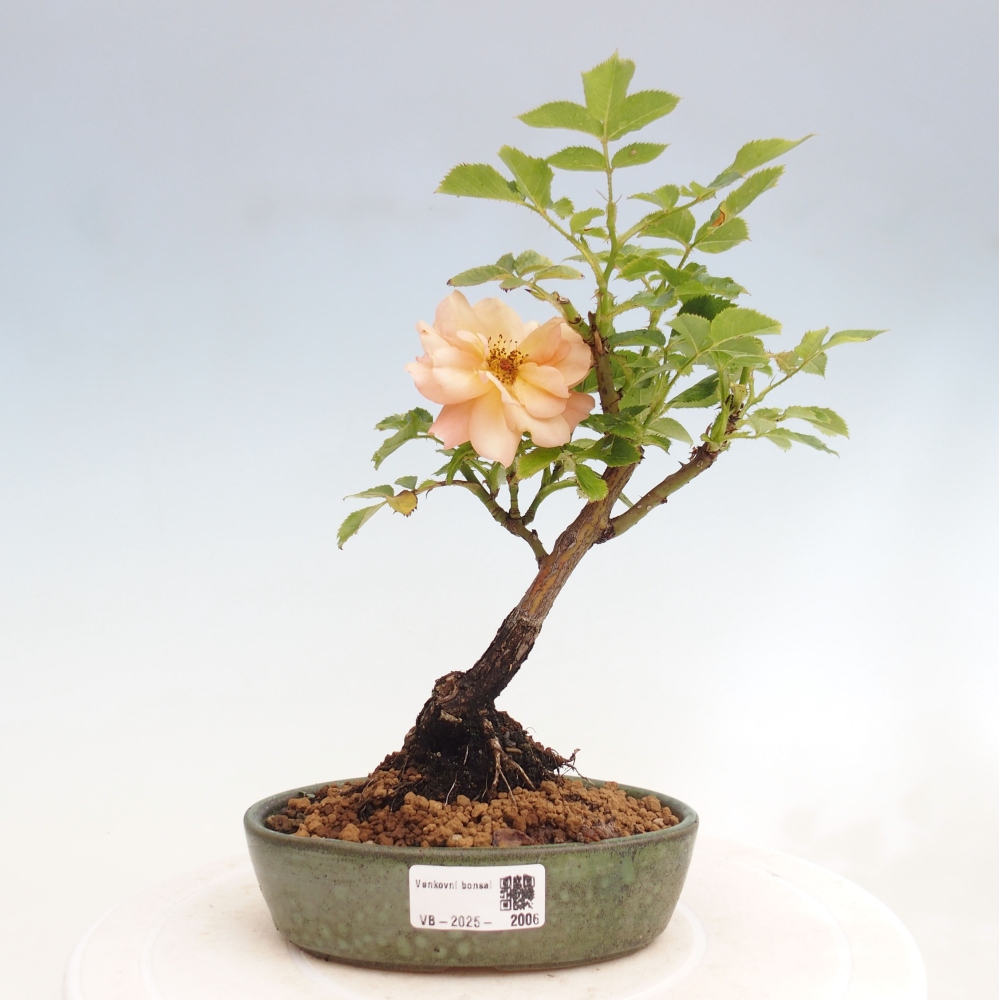 Outdoor bonsai - Rosa Kordes -  rose