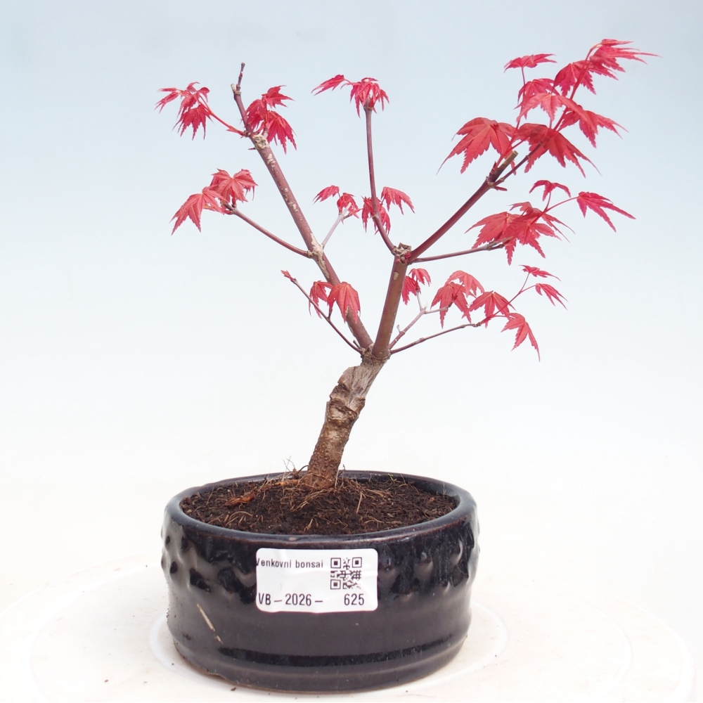 Outdoor bonsai - Acer palmatum DESHOJO