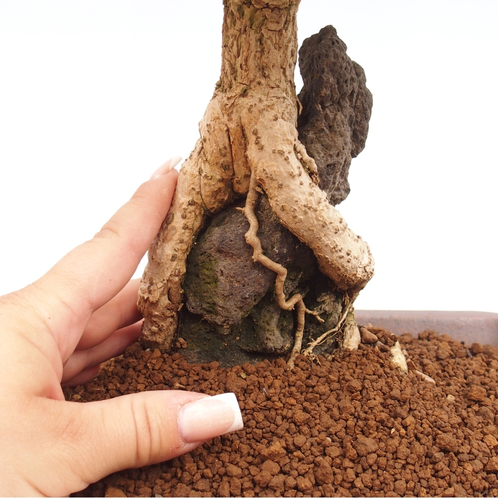 Outdoor bonsai - Berberis coreana