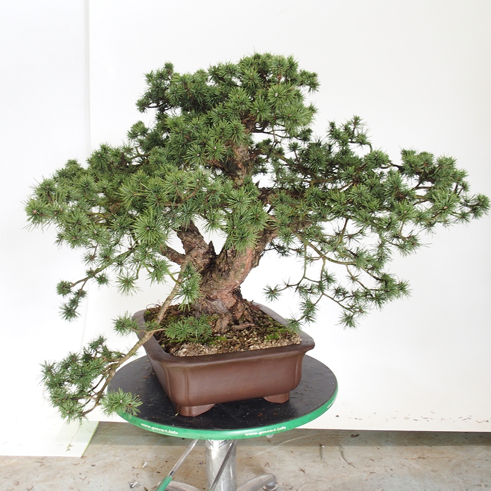 Yamadori - Pinus sylvestris Spain