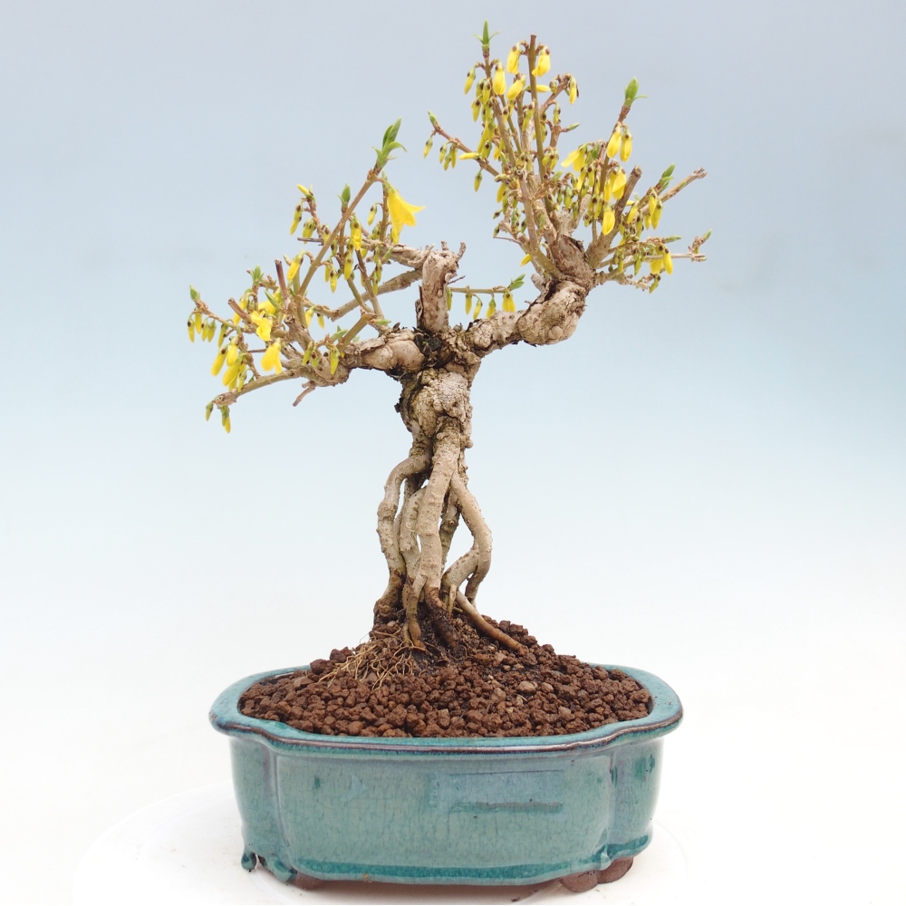 Outdoor bonsai - Zlatice - Forsythia koreana