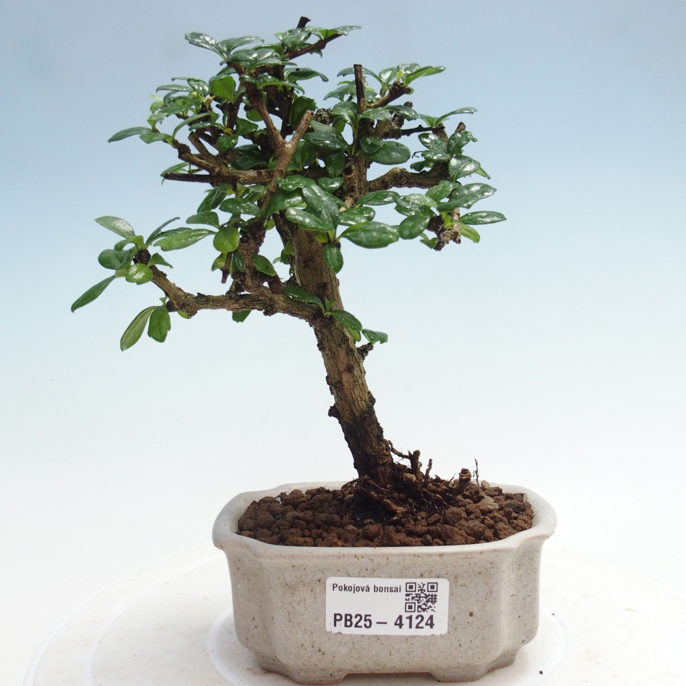 Room bonsai - Carmona macrophylla - Tea fuki