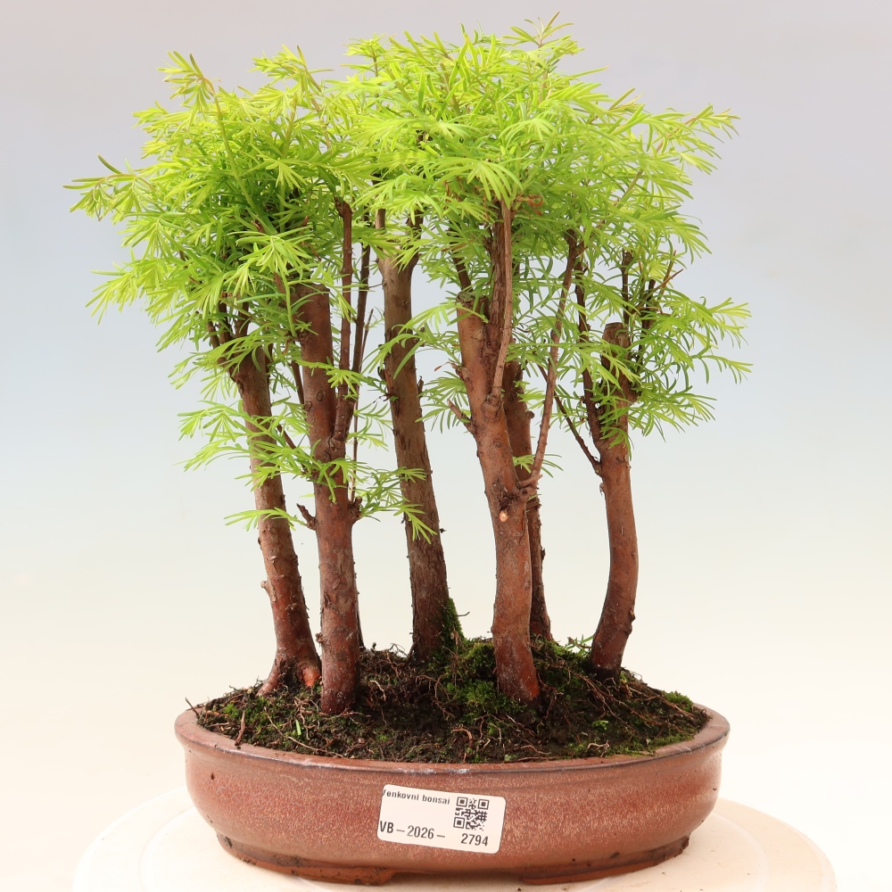 Outdoor Bonsai - Metasequoia glyptostroboides - Chinese Metasequoia - Grove