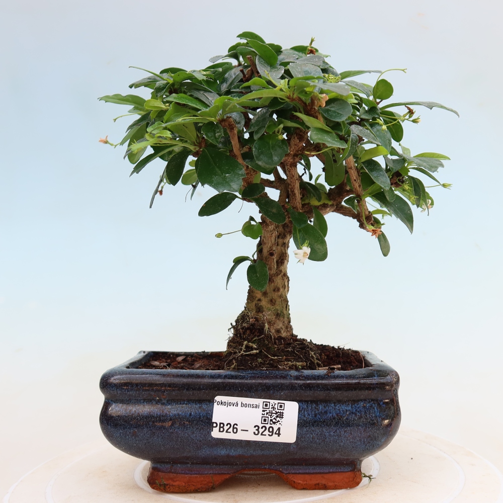 Room bonsai - Carmona macrophylla - Tea fuki
