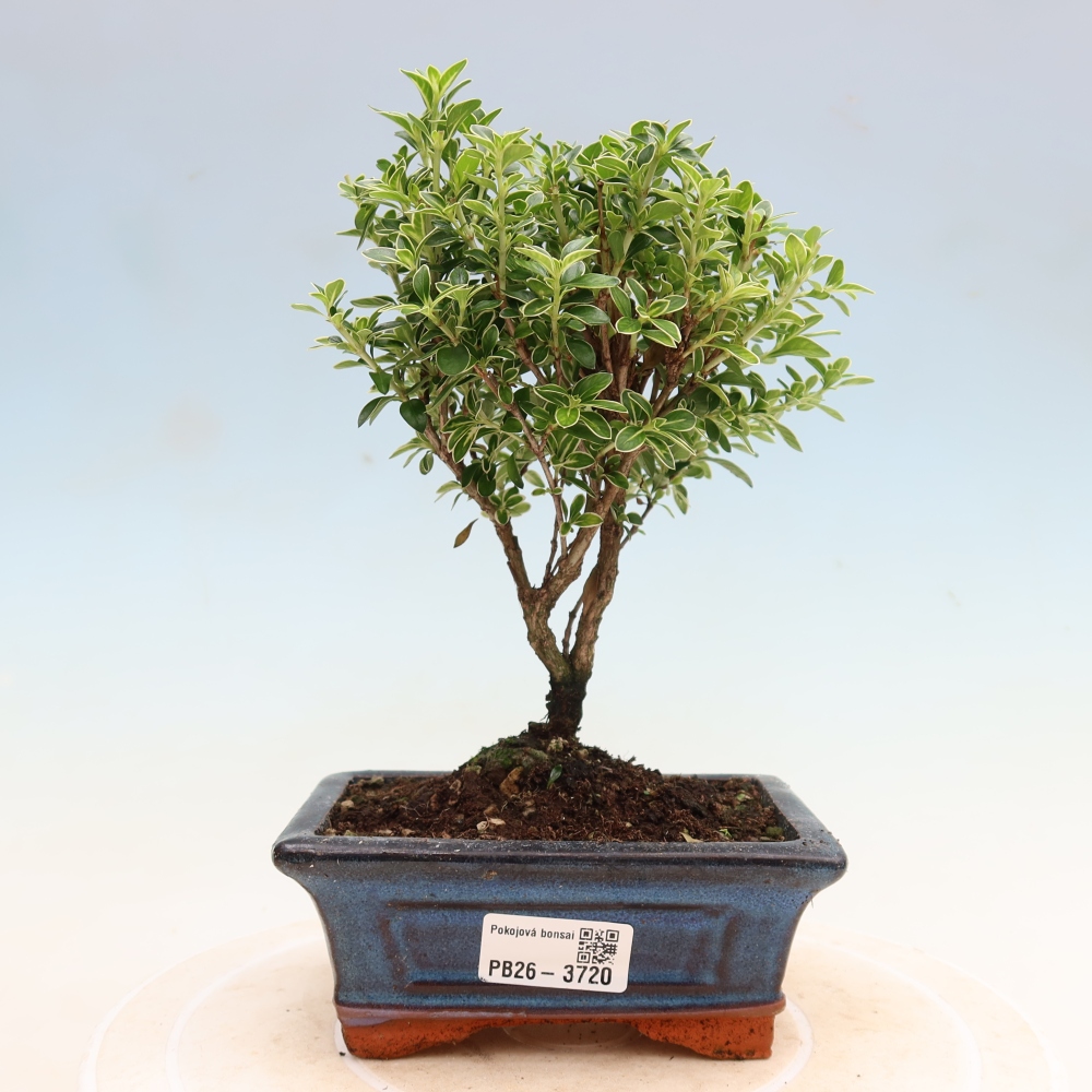 Indoor Bonsai - Serissa foetida Variegata - Tree of a Thousand Stars