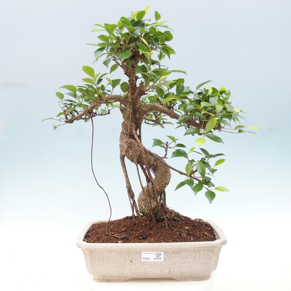 Room bonsai - Ficus retusa - small-leaved ficus
