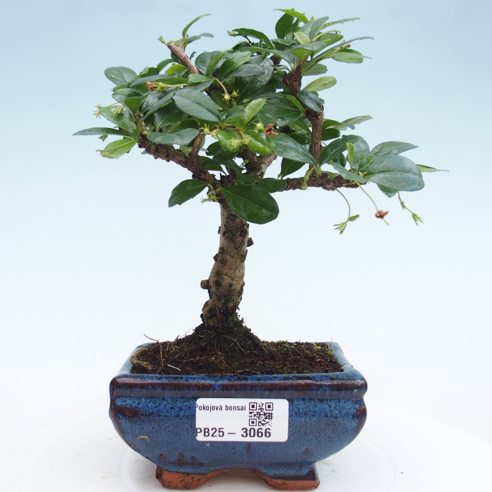 Indoor bonsai - Carmona macrophylla - Fuki tea