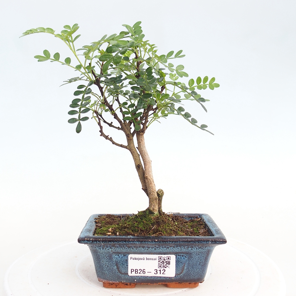Room bonsai - Zantoxylum piperitum - pepper tree