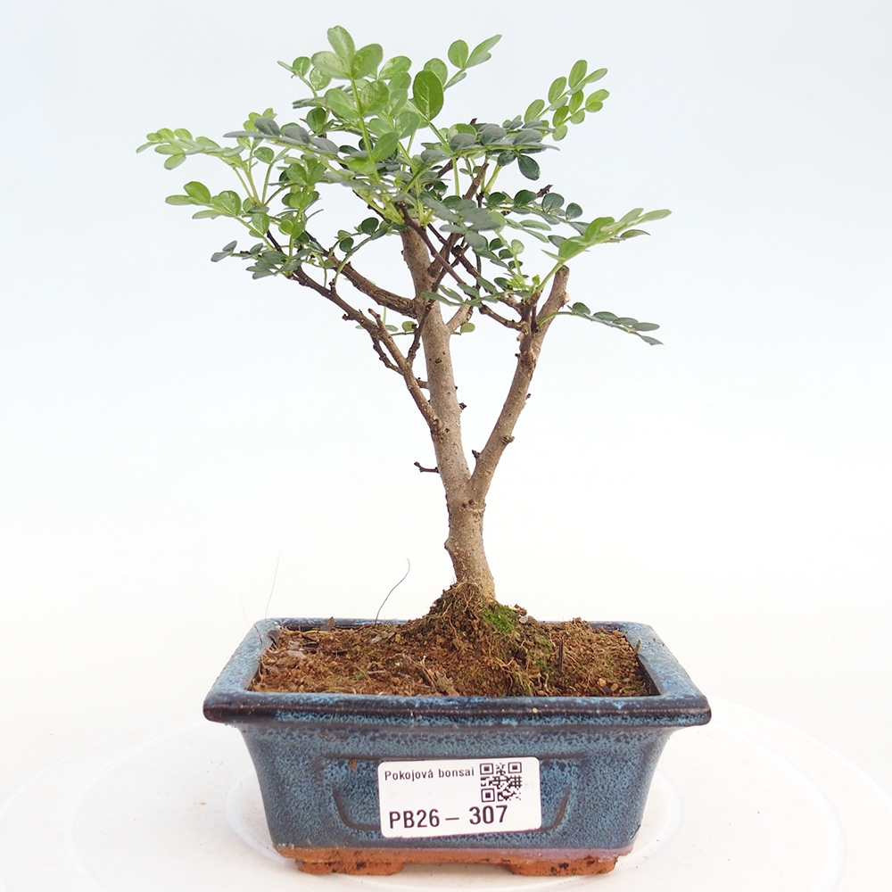 Room bonsai - Zantoxylum piperitum - pepper tree