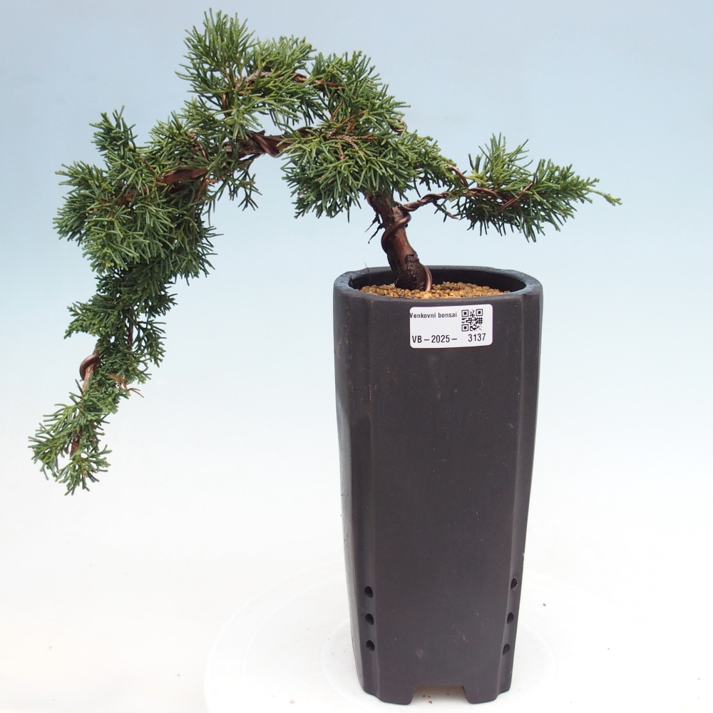 Outdoor bonsai - Juniperus chinensis Kishu - Chinese Juniper