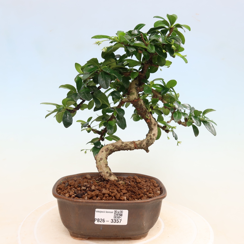 Room bonsai - Carmona macrophylla - Tea fuki