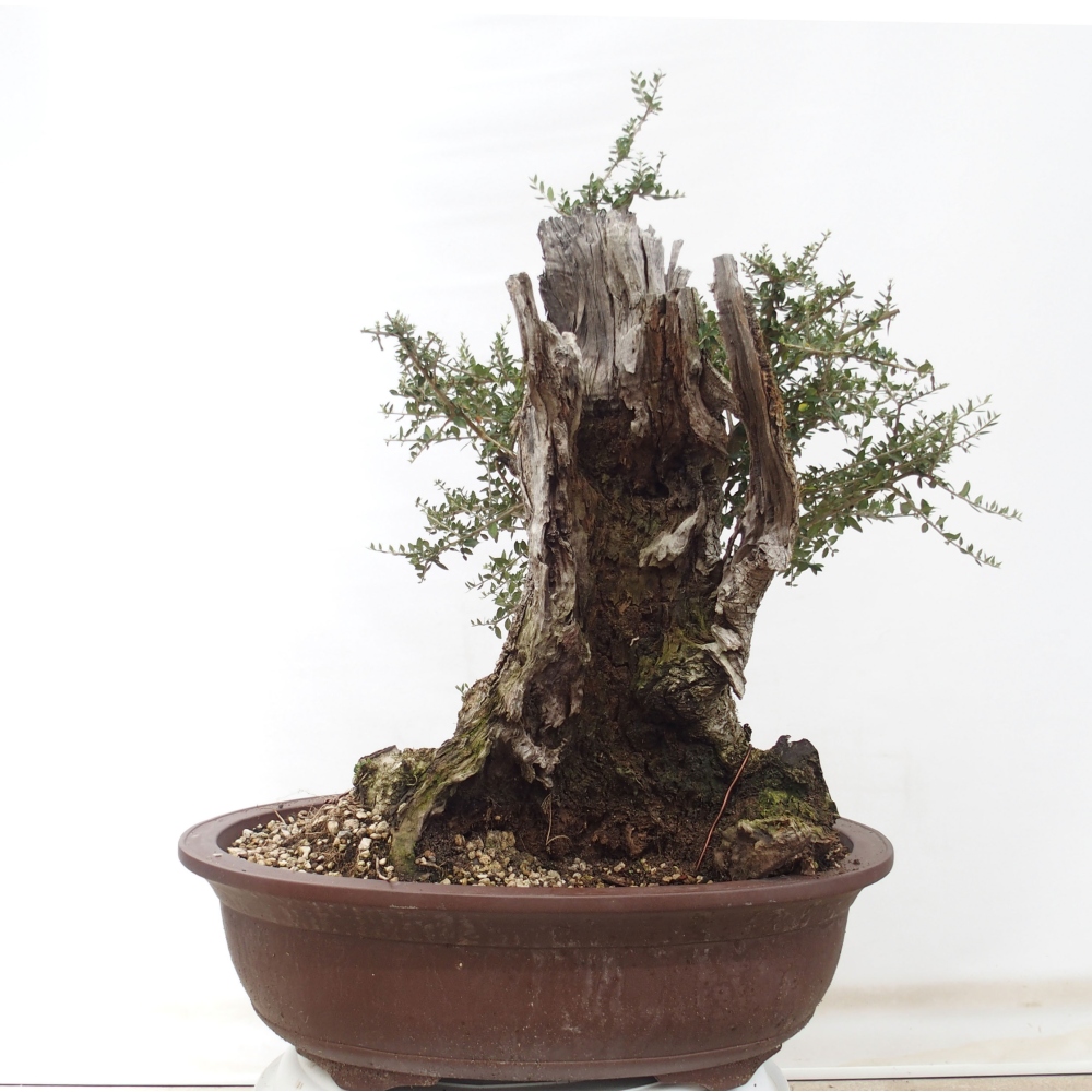 Indoor bonsai - Olea europaea sylvestris - European small-leaved olive oil