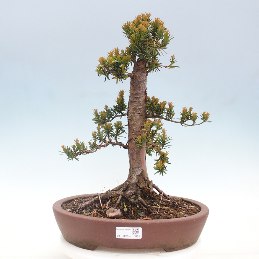 Outdoor bonsai - Taxus cuspidata - Japanese yew