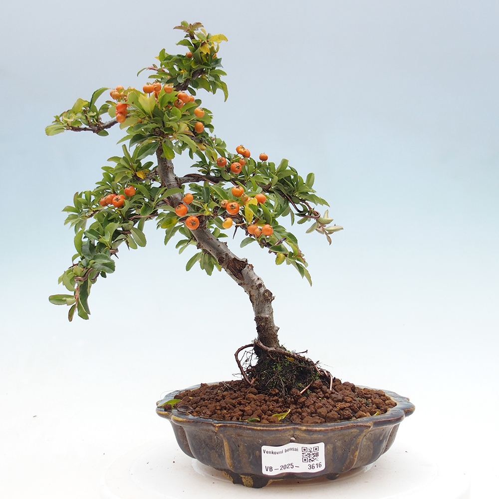 Outdoor Bonsai-Pyracanta Teton -Bakery