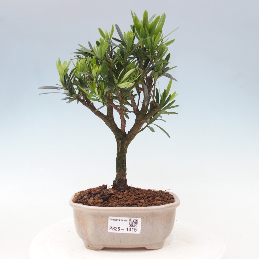 Room bonsai - Podocarpus - Stone Yew