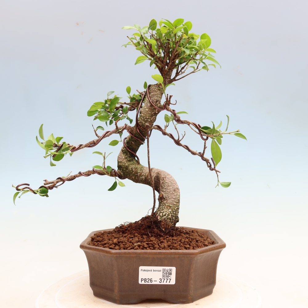 Room bonsai - Ficus kimmen - small-leaved ficus