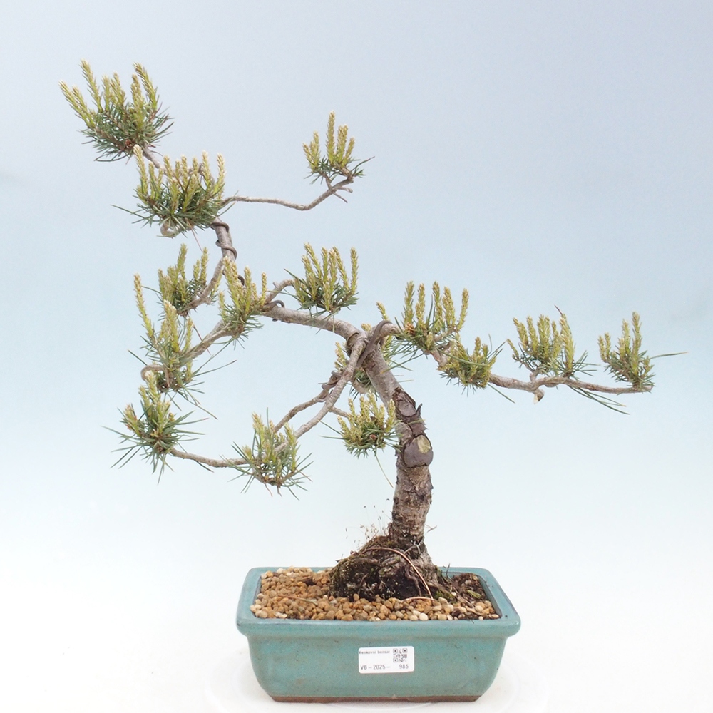 Outdoor bonsai - Pinus Sylvestris - Scots pine