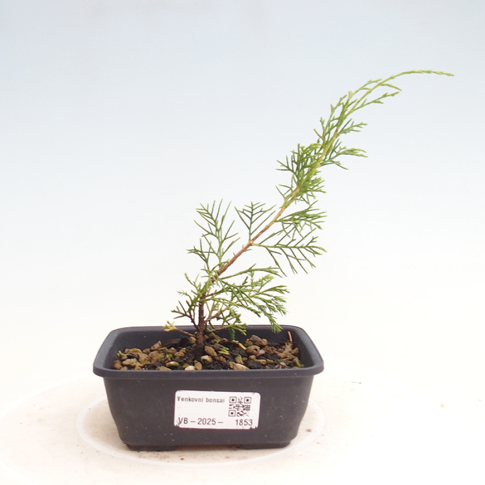 Outdoor bonsai - Juniperus chinensis Itoigawa - Chinese juniper