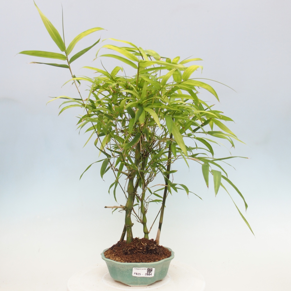 Indoor bonsai - Bamboo Buddha-Bamboo Buddha's belly