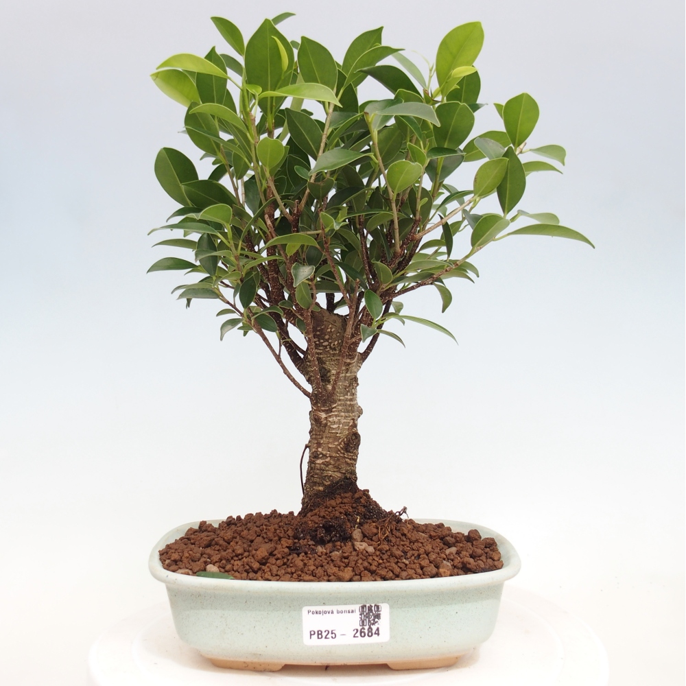 Indoor bonsai - Ficus retusa - small ficus
