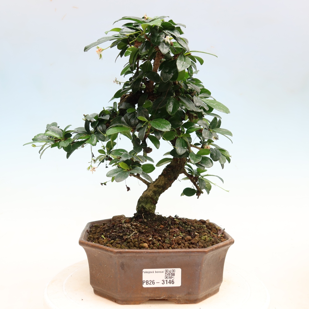 Room bonsai - Carmona macrophylla - Tea fuki
