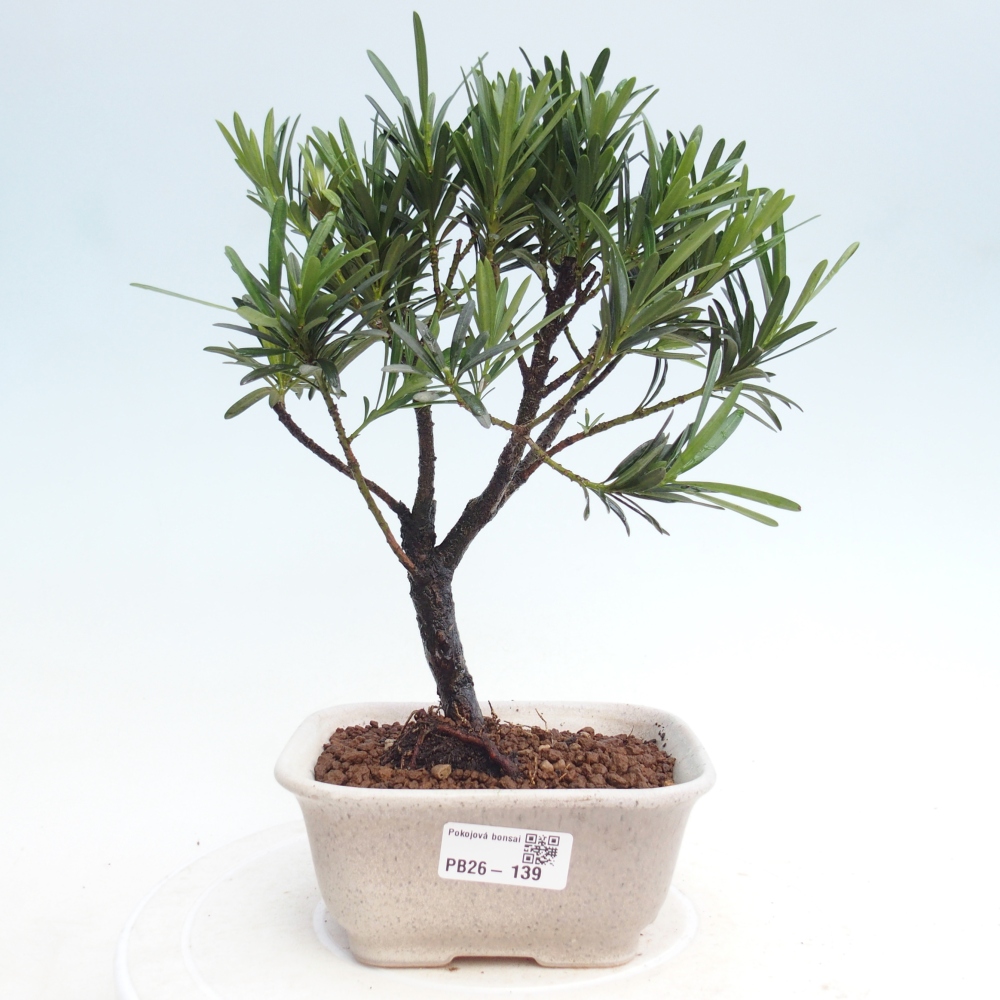 Room bonsai - Podocarpus - Stone Yew