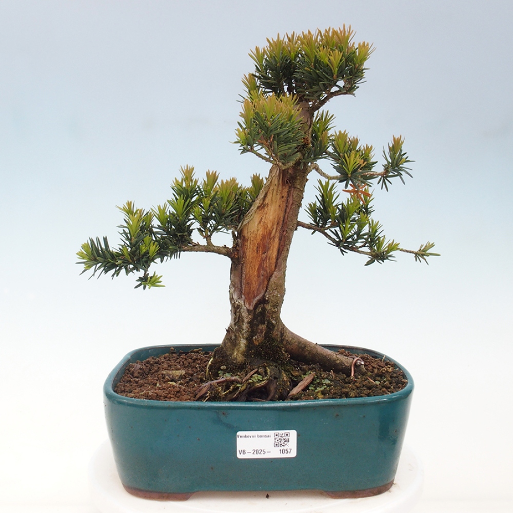 Outdoor bonsai - Taxus cuspidata - Japanese yew